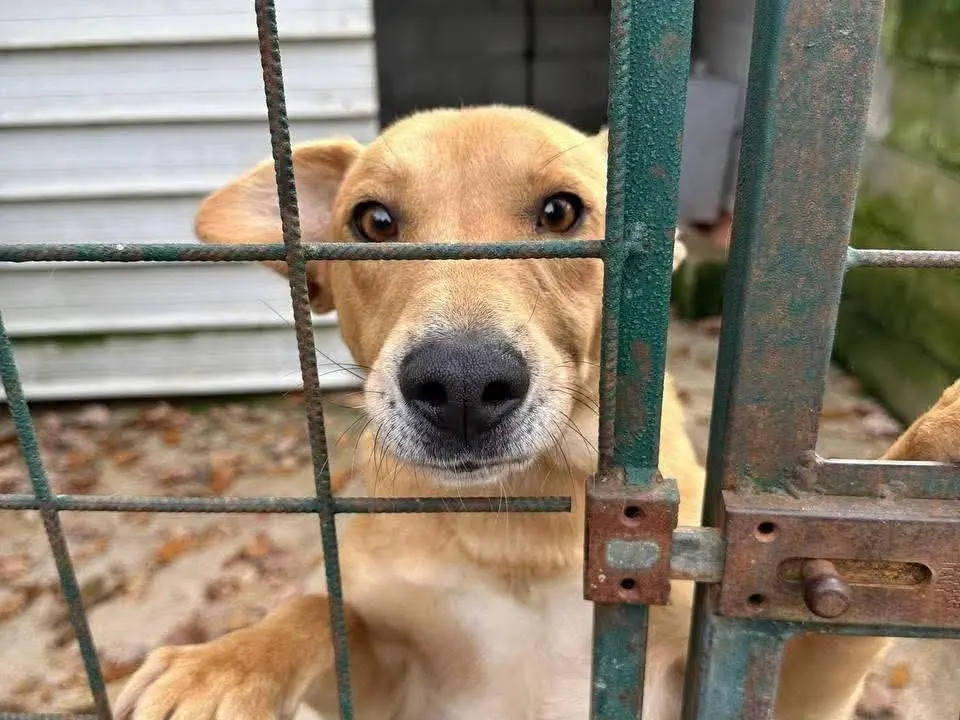 Adozione cane, maschio, Razza sconosciuta Razza sconosciuta, 5 anni, taglia media, Avellino
