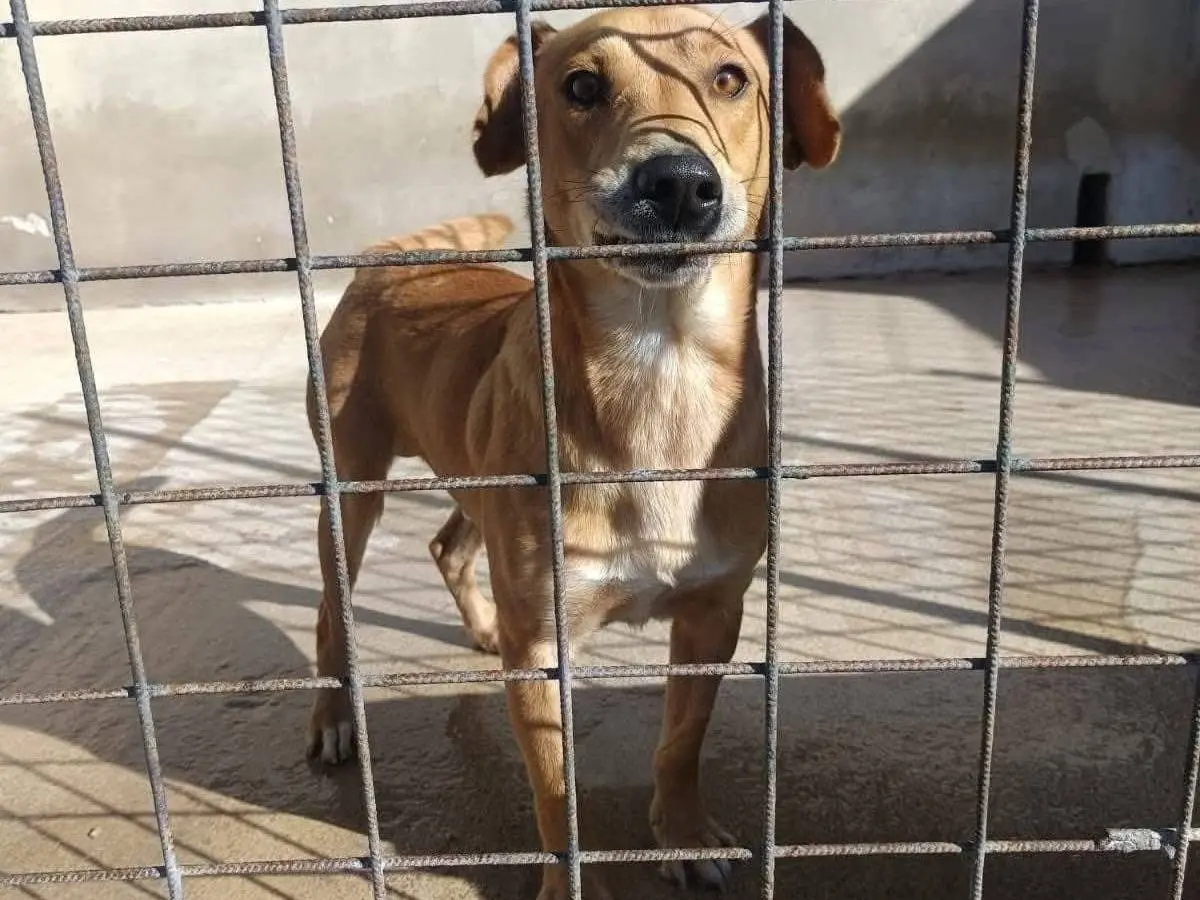 Adotta un cane, maschio, 5 anni, Avellino