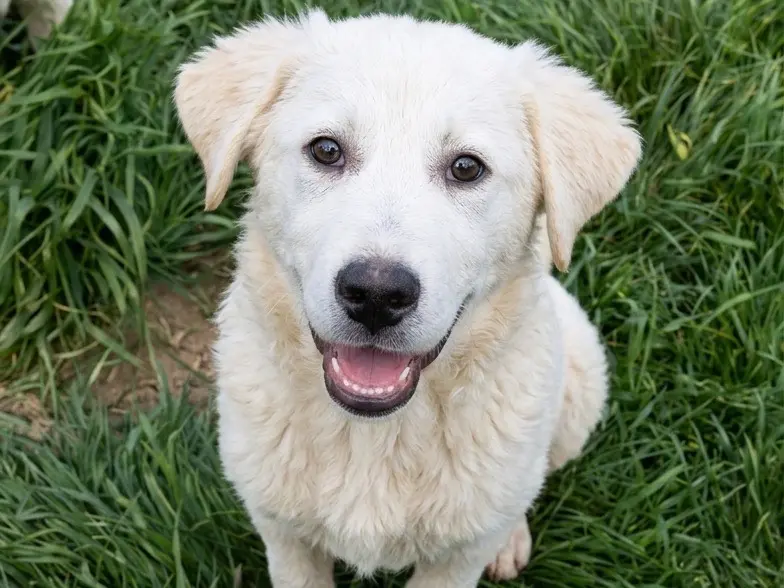 Adozione cane, maschio, Razza sconosciuta Razza sconosciuta, 11 mesi, taglia grande, Potenza
