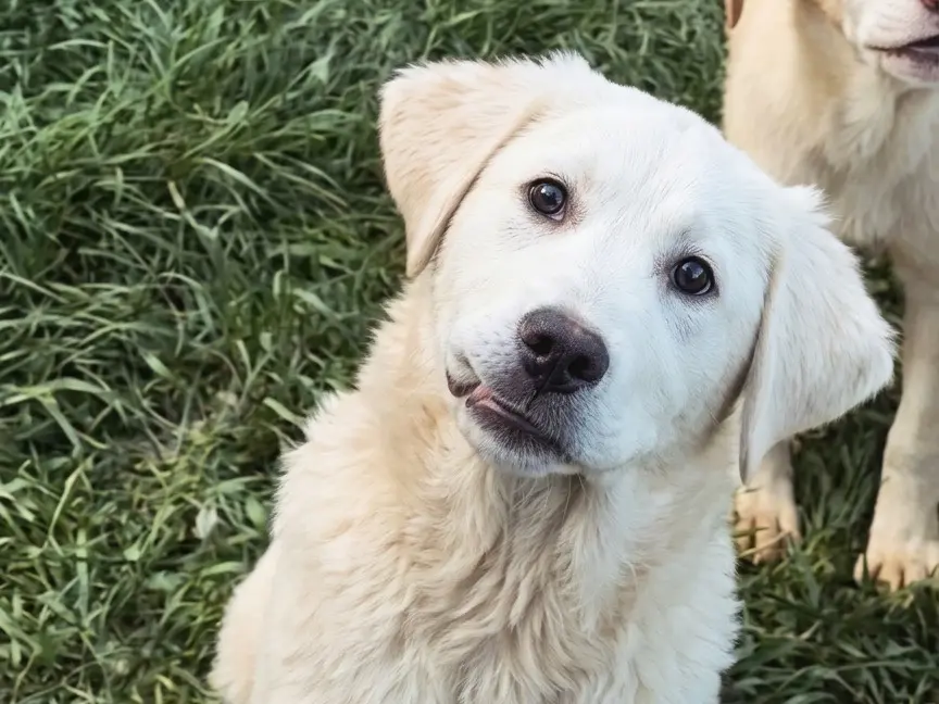 Adotta un cane, maschio, 11 mesi, Potenza