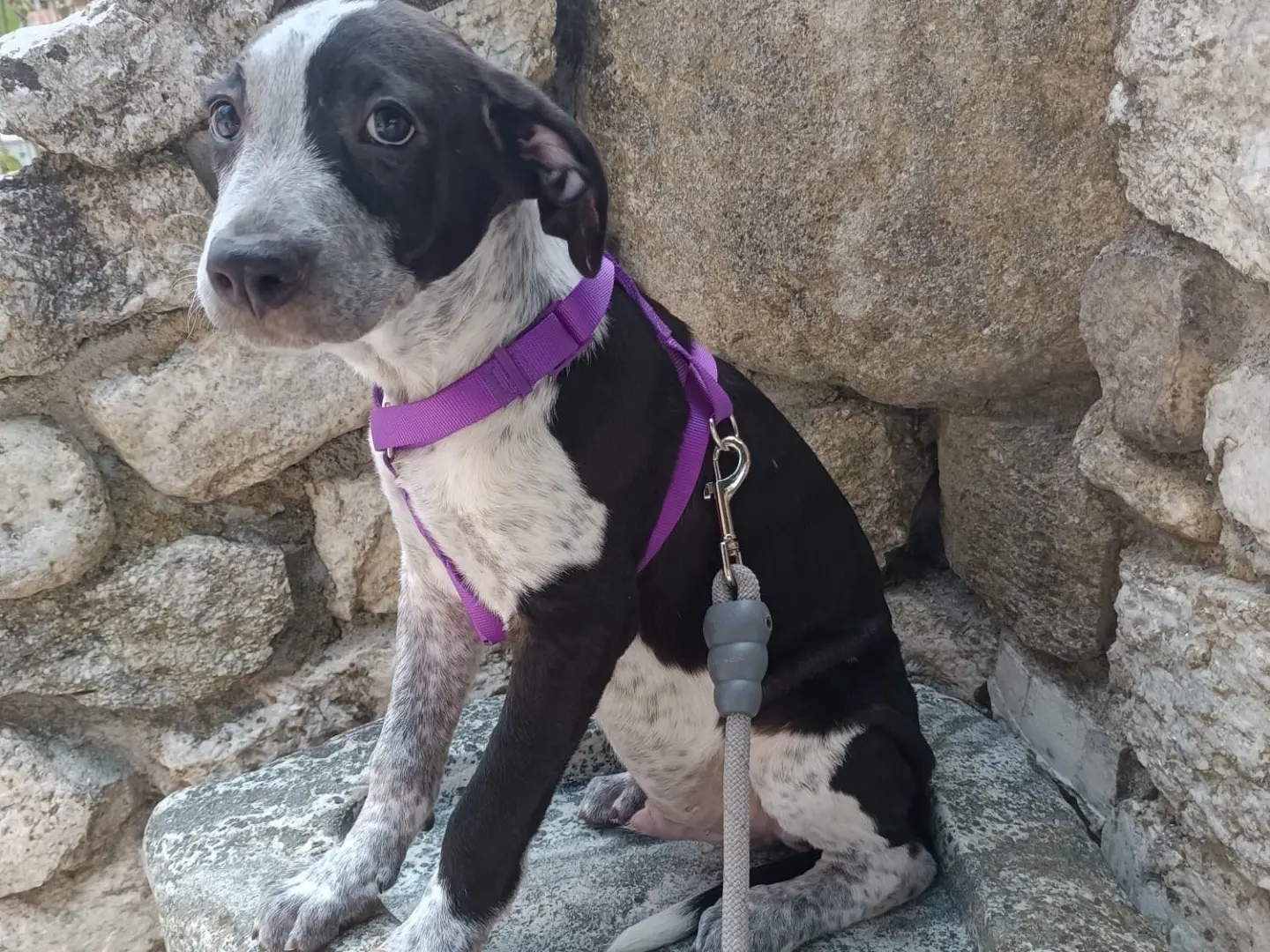 Adotta un cane, maschio, 6 mesi, Vibo