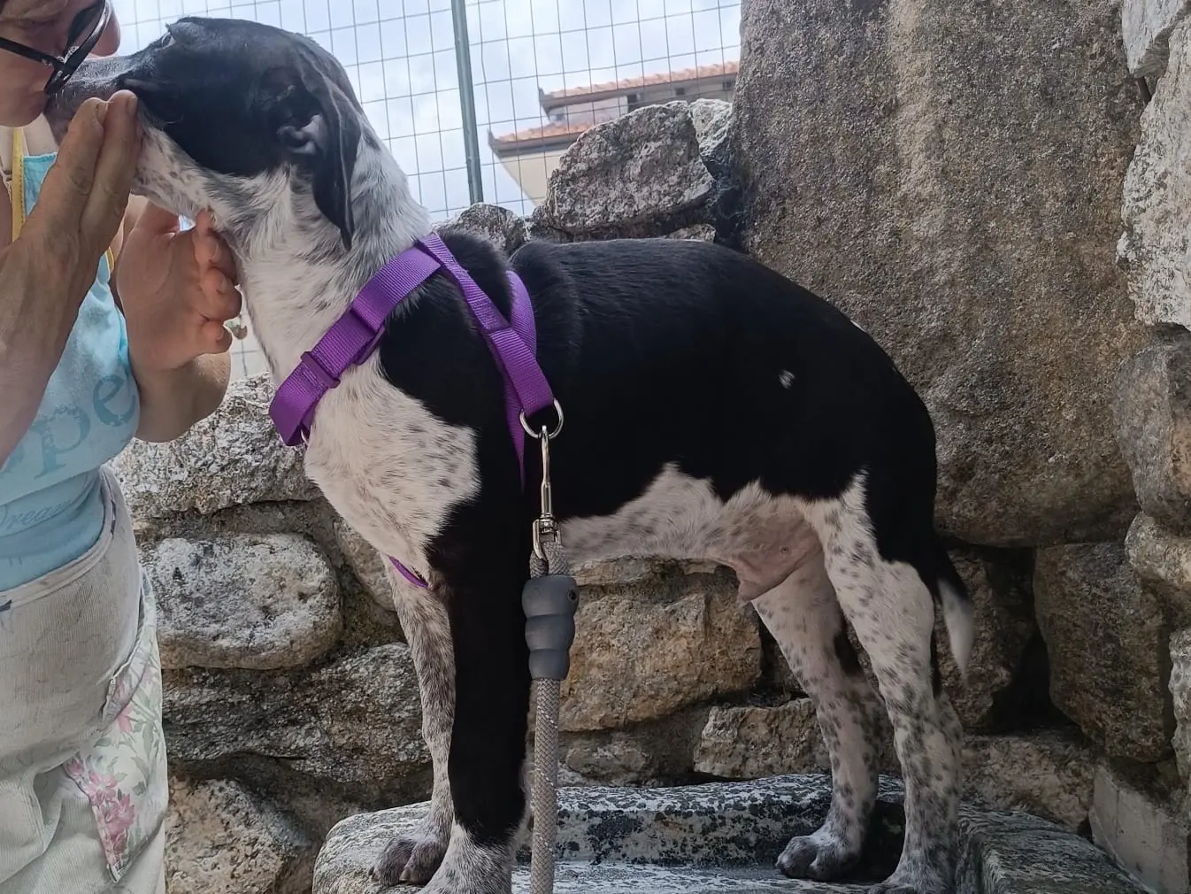 Adotta un cane, taglia media, maschio, Vibo