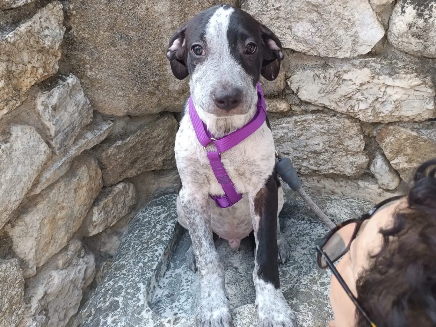 Adozione cane, maschio, Razza sconosciuta Razza sconosciuta, 6 mesi, taglia media, Vibo