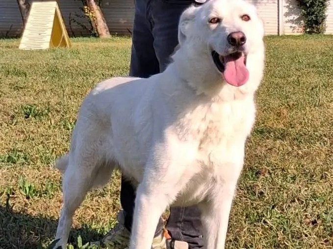 Adotta un cane, taglia media, maschio, Milano