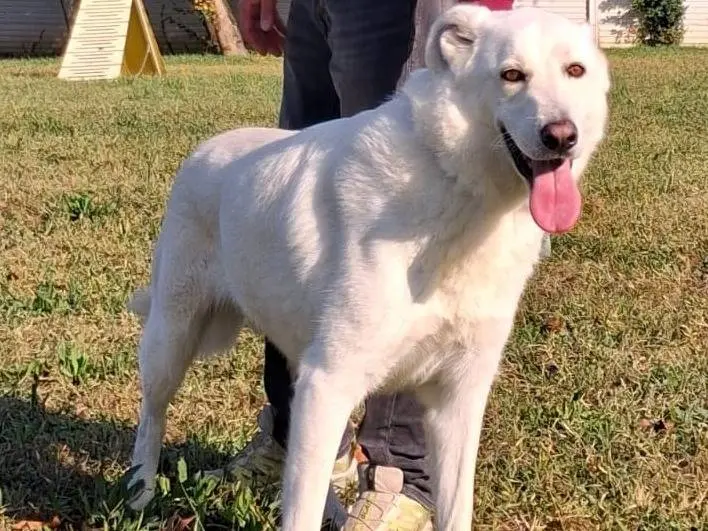 Vuoi adottare un cane a Milano?
