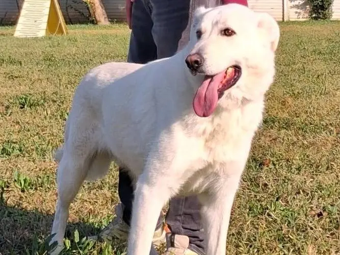 Adotta un cane, maschio, 4 anni, Milano