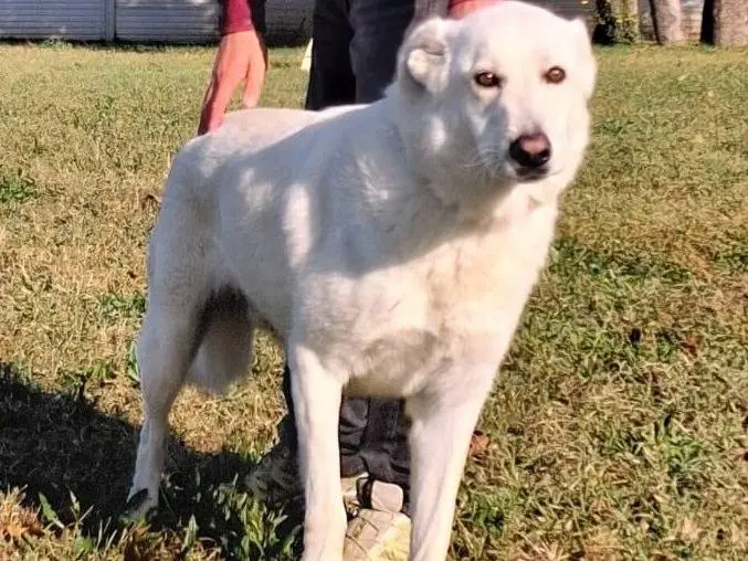 Adozione cane, maschio, Razza sconosciuta Razza sconosciuta, 4 anni, taglia media, Milano