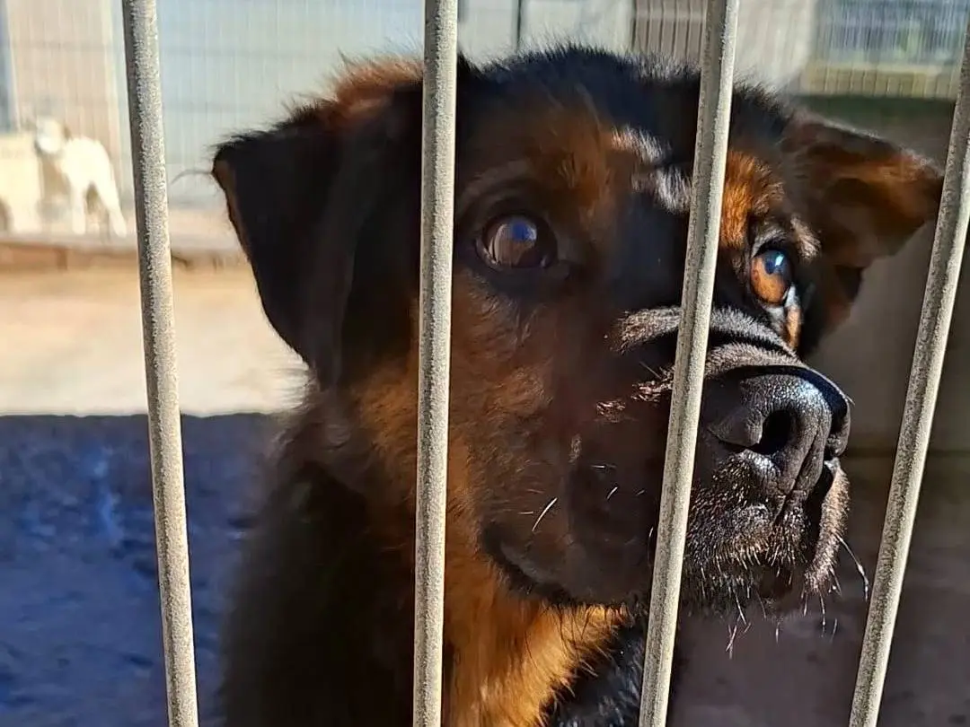Adotta un cane, maschio, 4 anni e 4 mesi, Bari