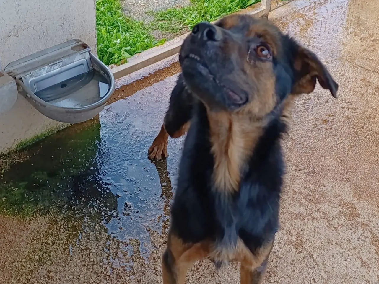 Adotta un cane, taglia media, maschio, Bari