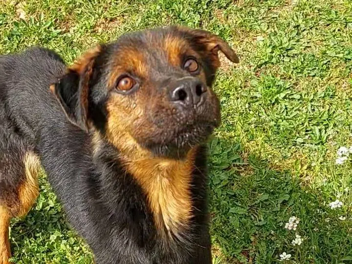 Adozione cane, maschio, Razza sconosciuta Pastore tedesco, 4 anni e 4 mesi, taglia media, Bari