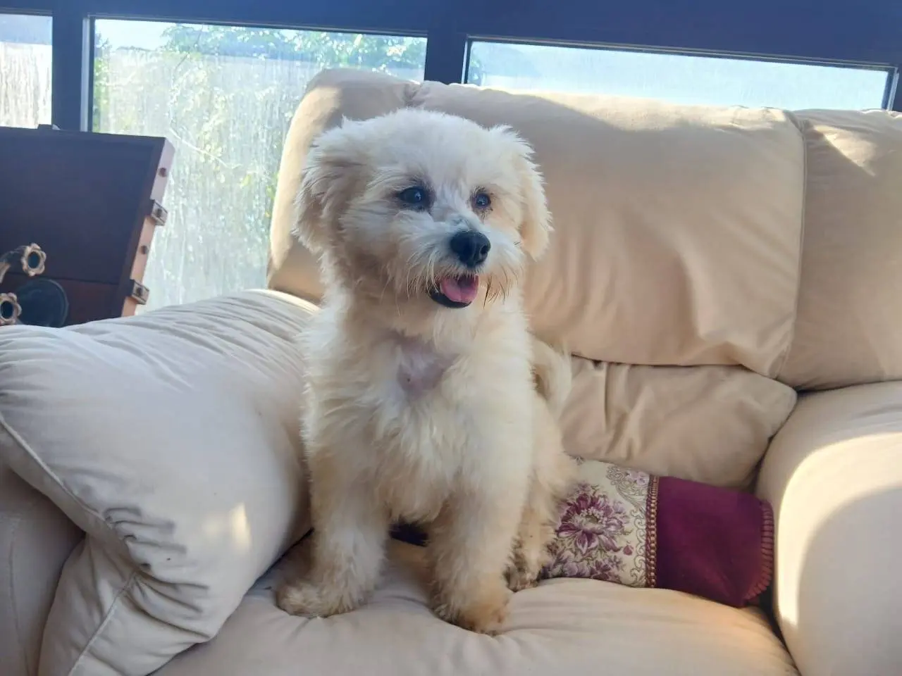 Adotta il cane Flex a Milano