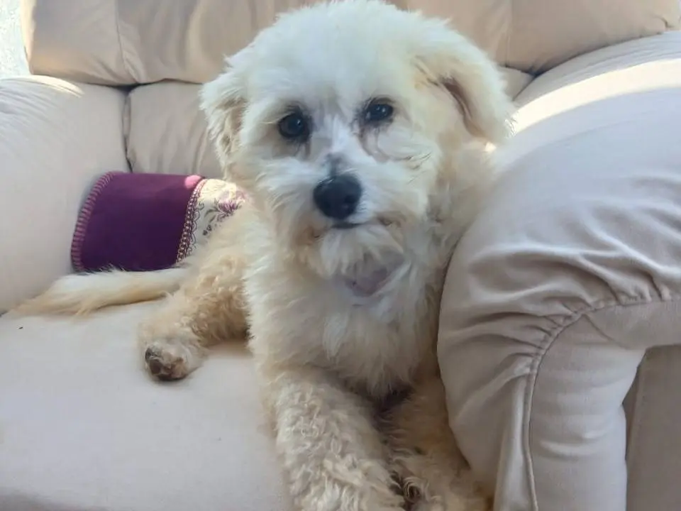 Vuoi adottare un cane a Milano?