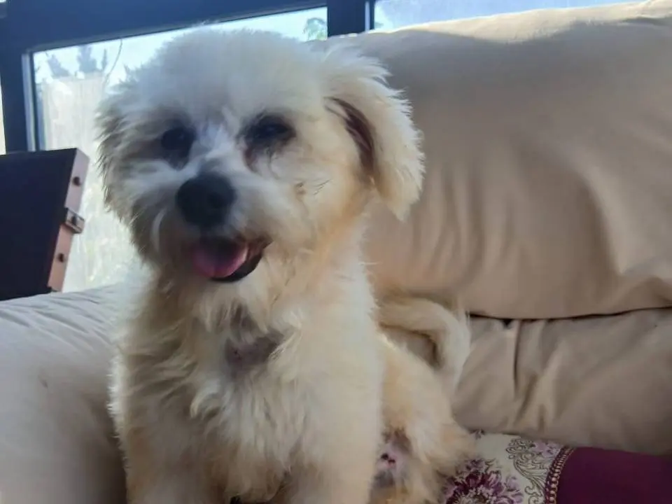 Adozione cane, maschio, Maltese Razza sconosciuta, 1 anno e 10 mesi, taglia piccola, Milano