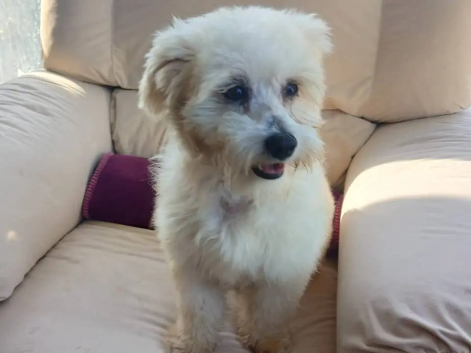 Adotta un cane, maschio, 1 anno e 10 mesi, Milano