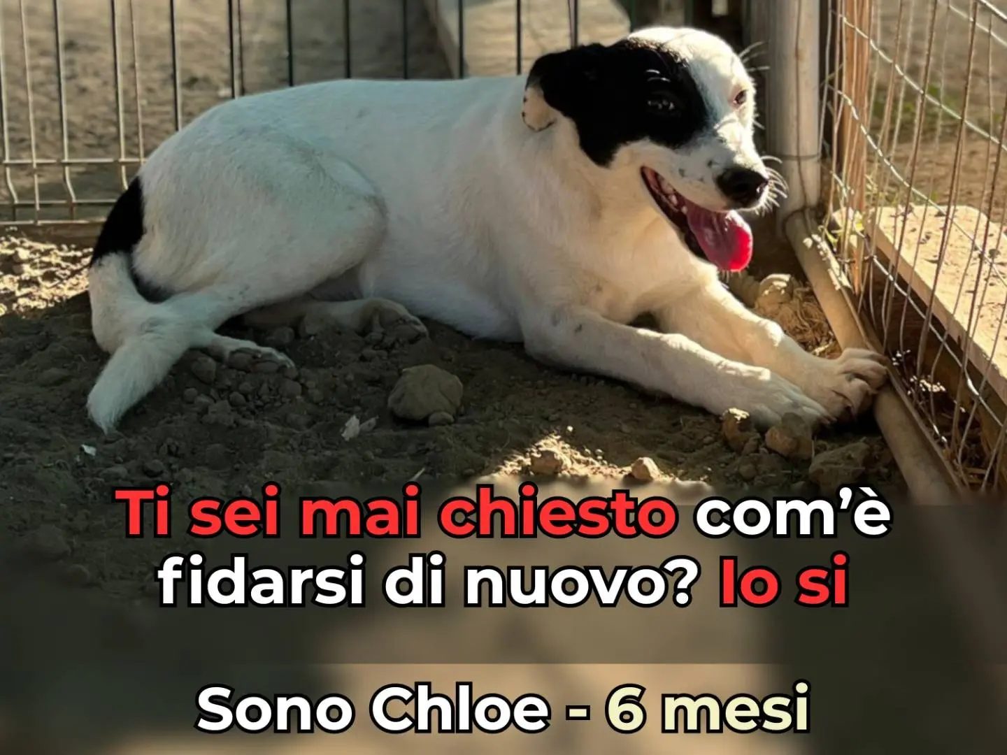 Foto 1 dell'animale
