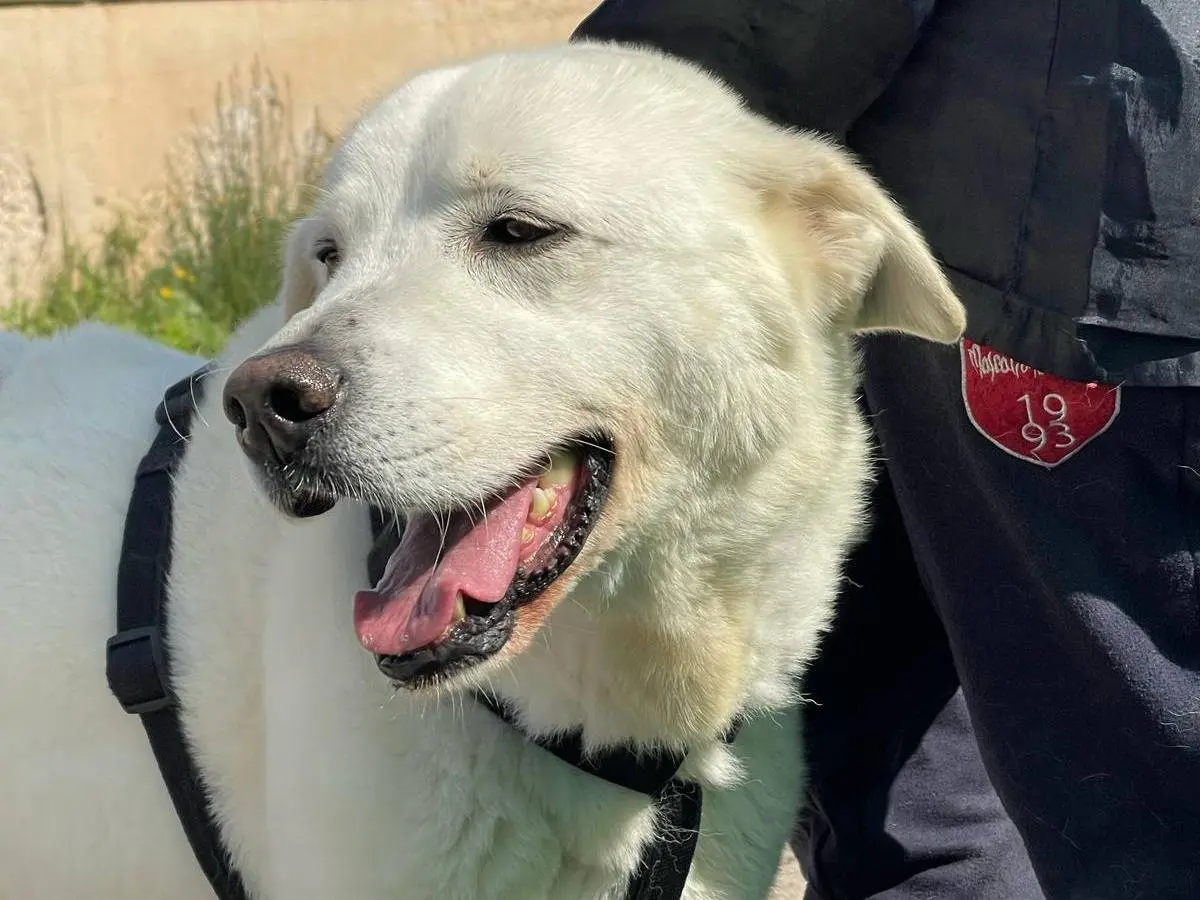 Adotta il cane Mark a Bari