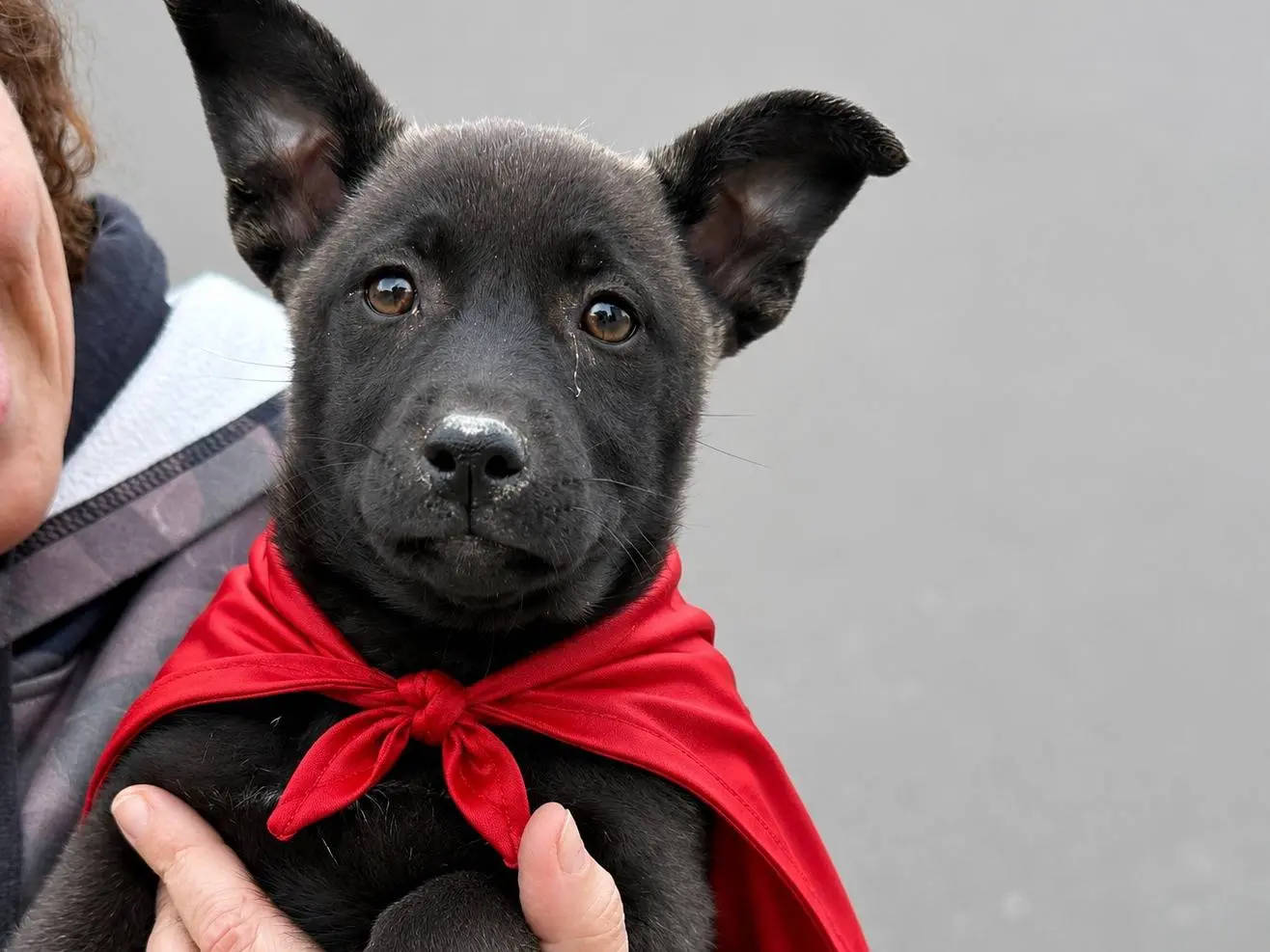 Adozione cane, femmina, Razza sconosciuta Razza sconosciuta, 6 mesi, taglia media contenuta, Napoli