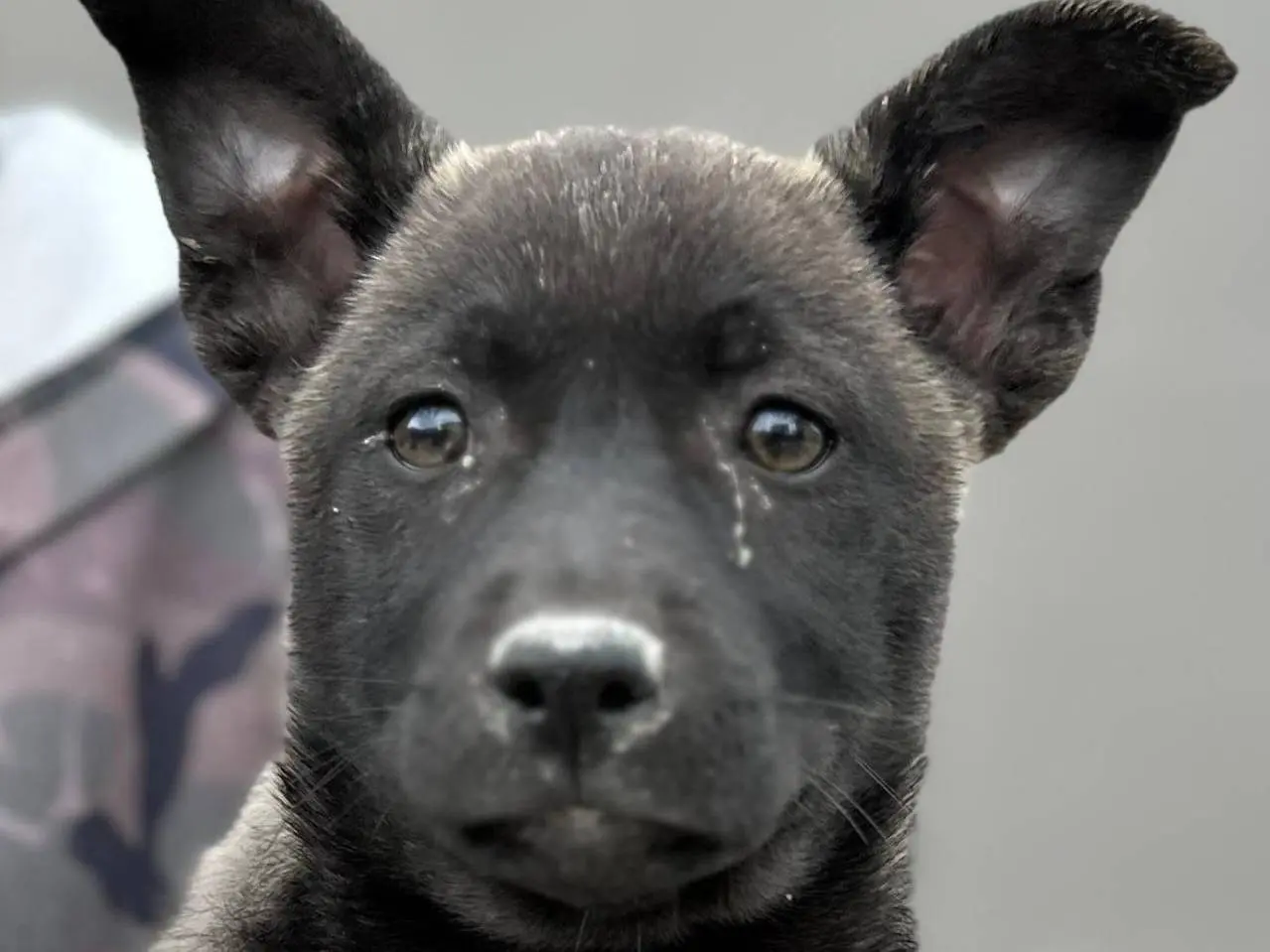 Adotta un cane, femmina, 6 mesi, Napoli