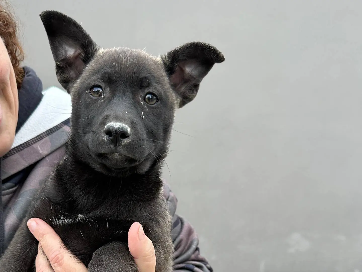 Vuoi adottare un cane a Napoli?