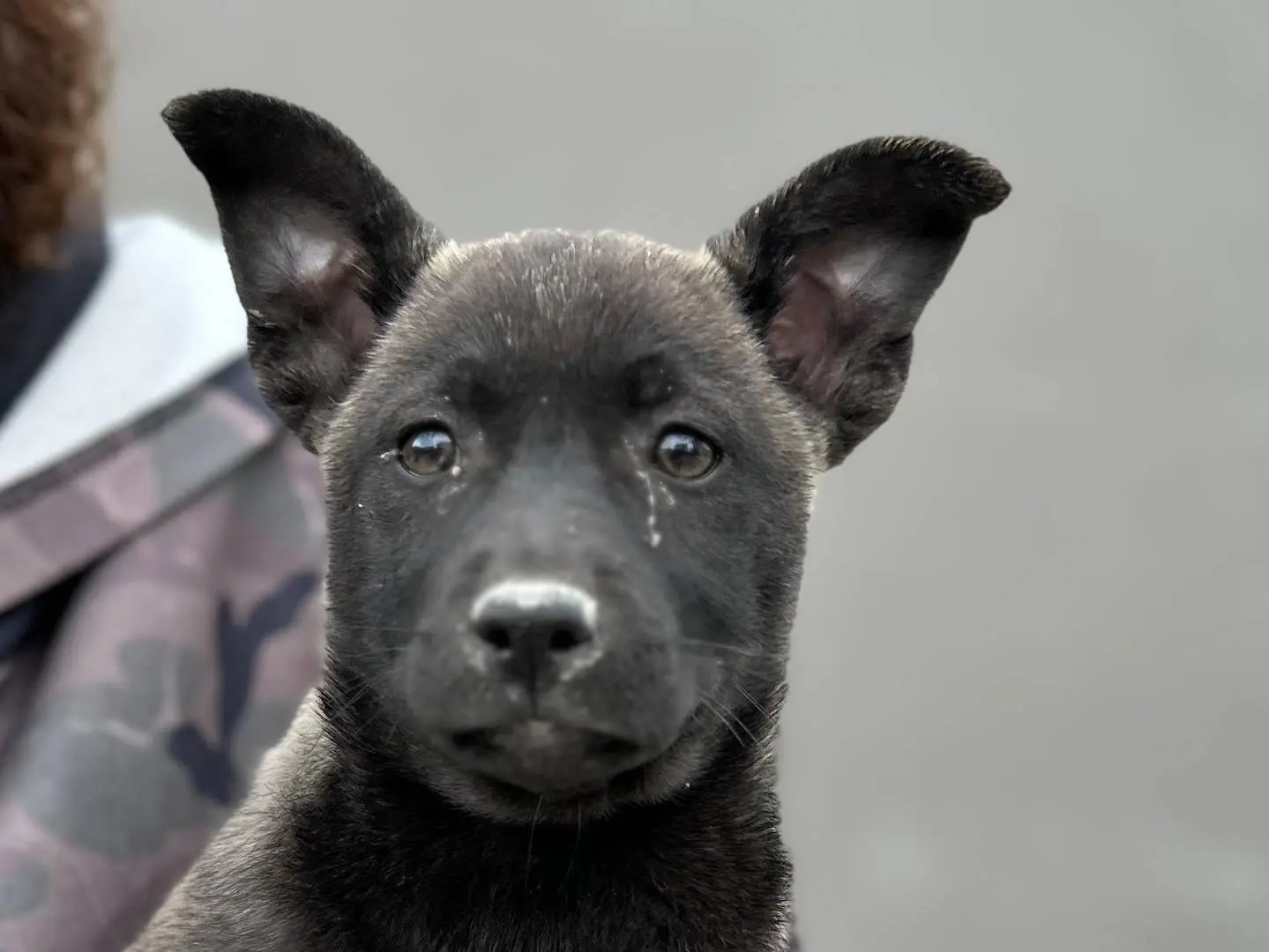 Adotta un cane, taglia media contenuta, femmina, Napoli