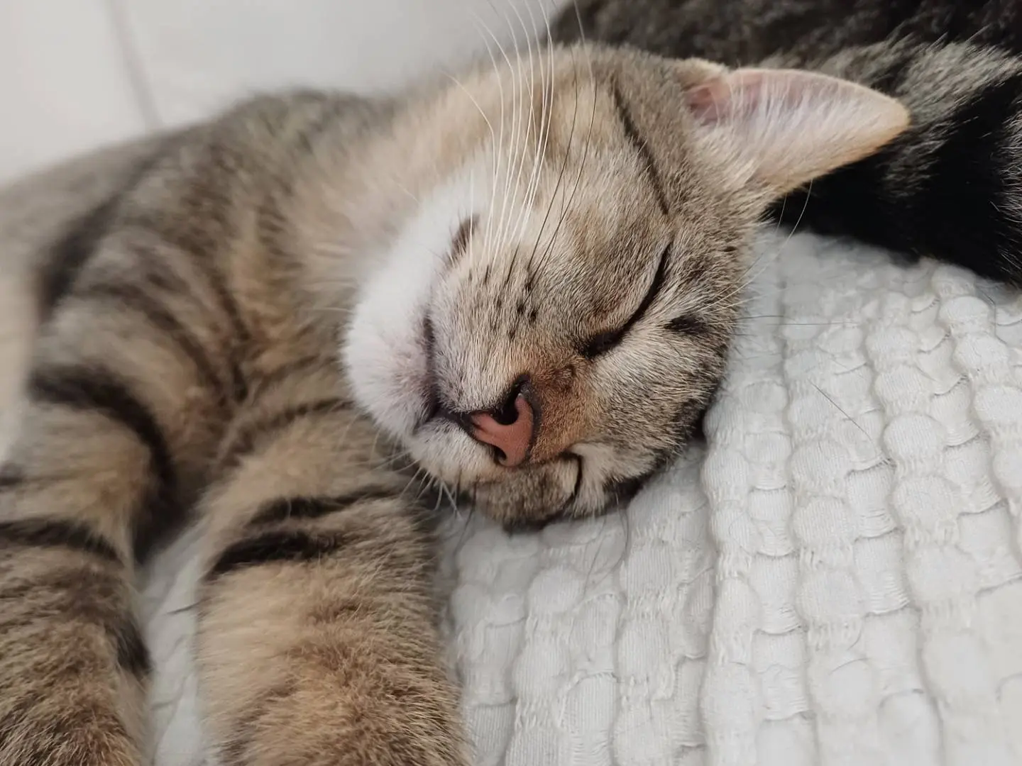 Adotta un gatto, taglia non valida, maschio, Caltanissetta