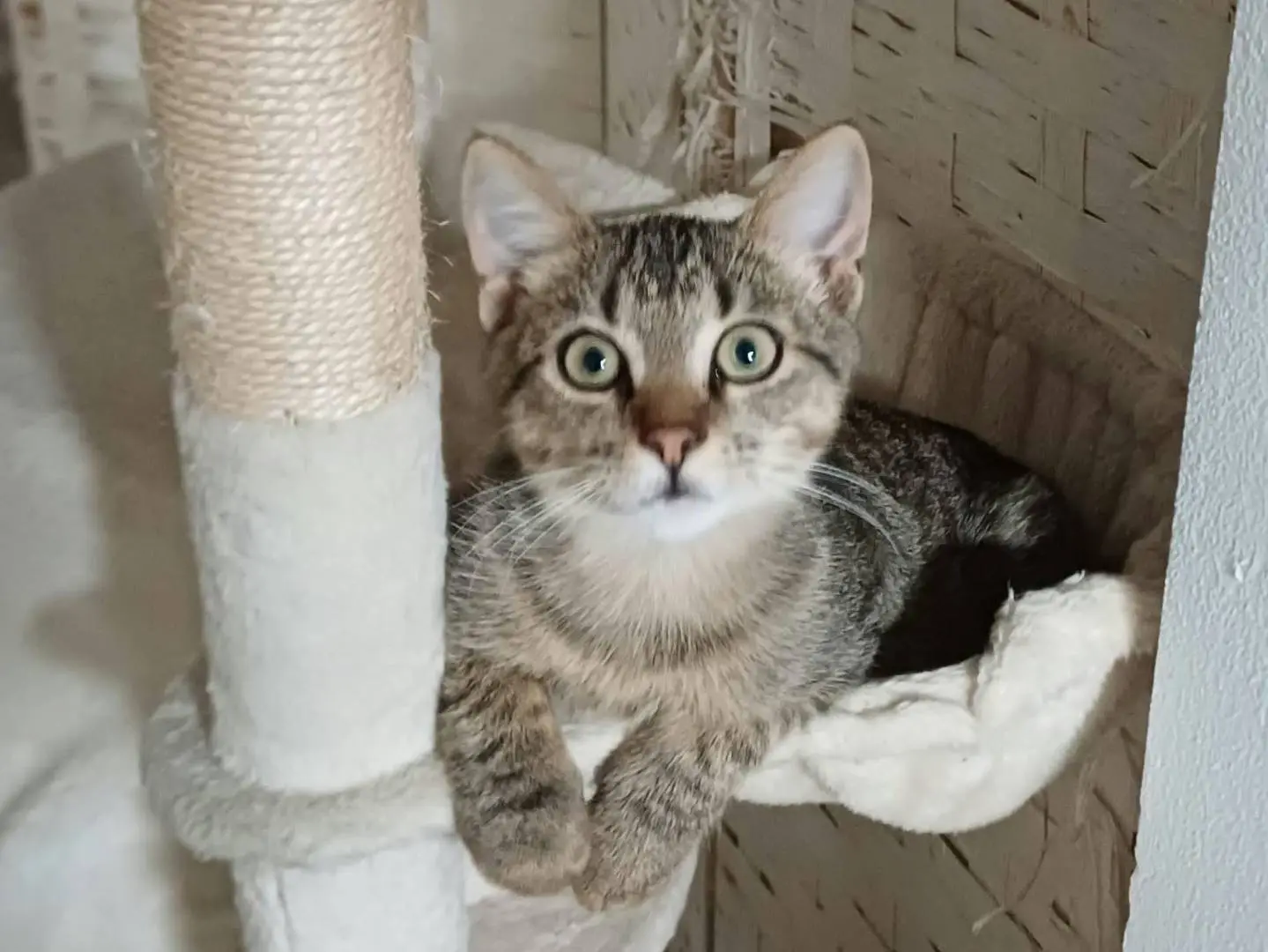 Adozione gatto, maschio, Razza sconosciuta Razza sconosciuta, 2 mesi, taglia non valida, Caltanissetta
