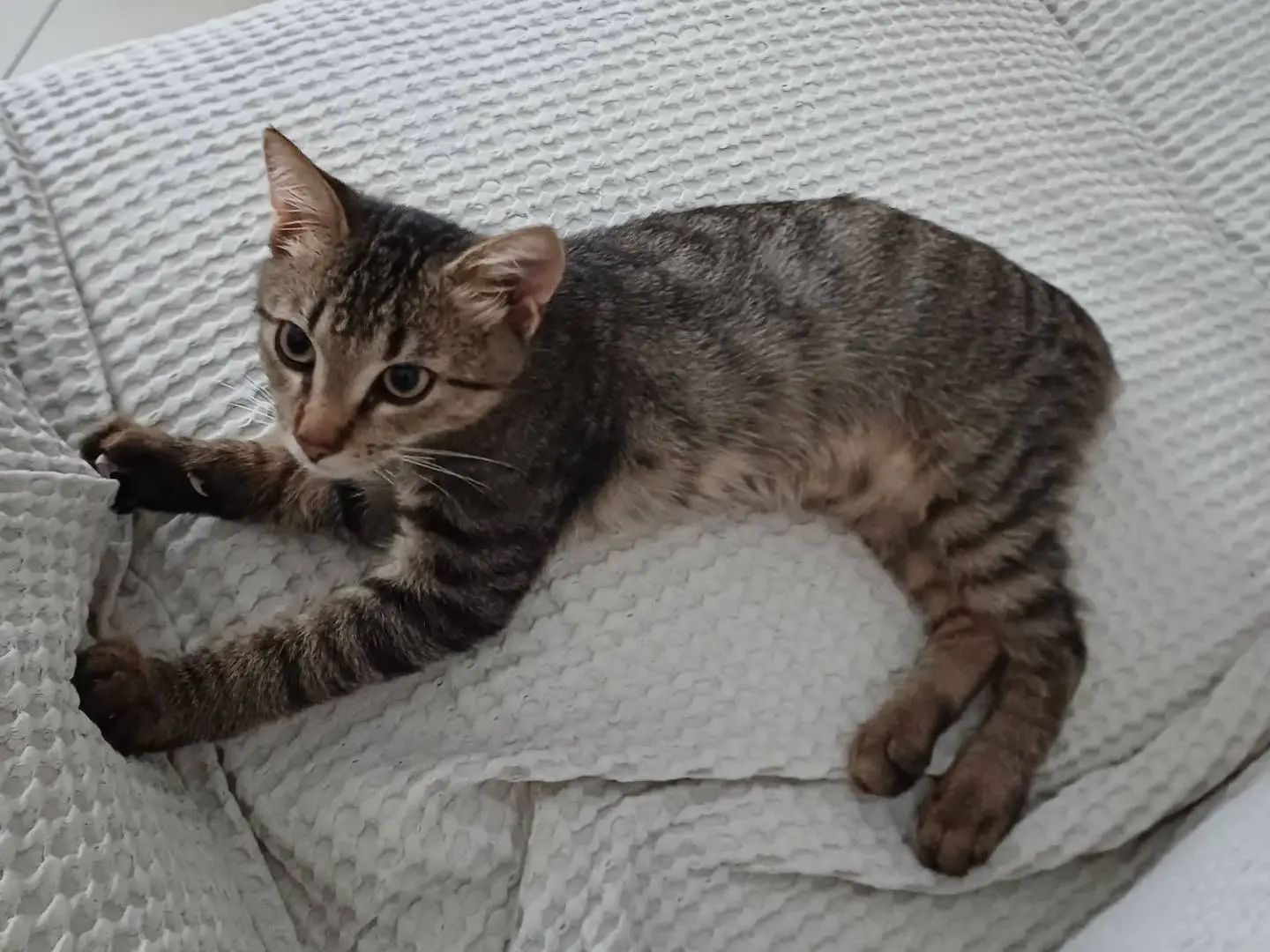 Adotta un gatto, maschio, 2 mesi, Caltanissetta