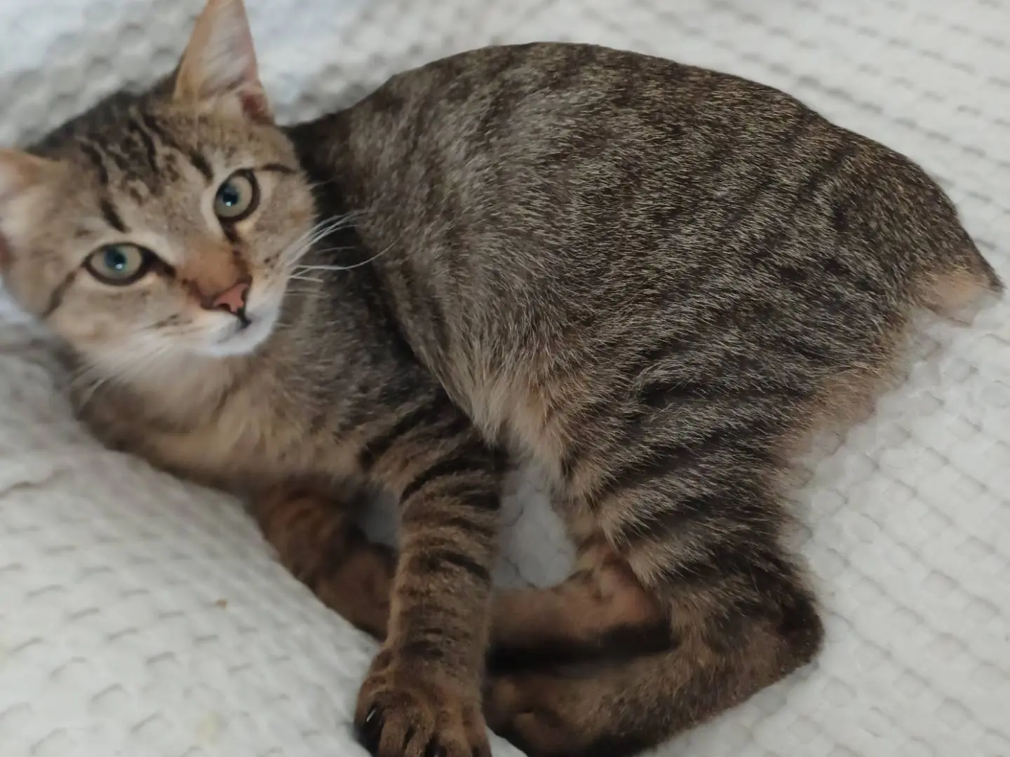 Vuoi adottare un gatto a Caltanissetta?