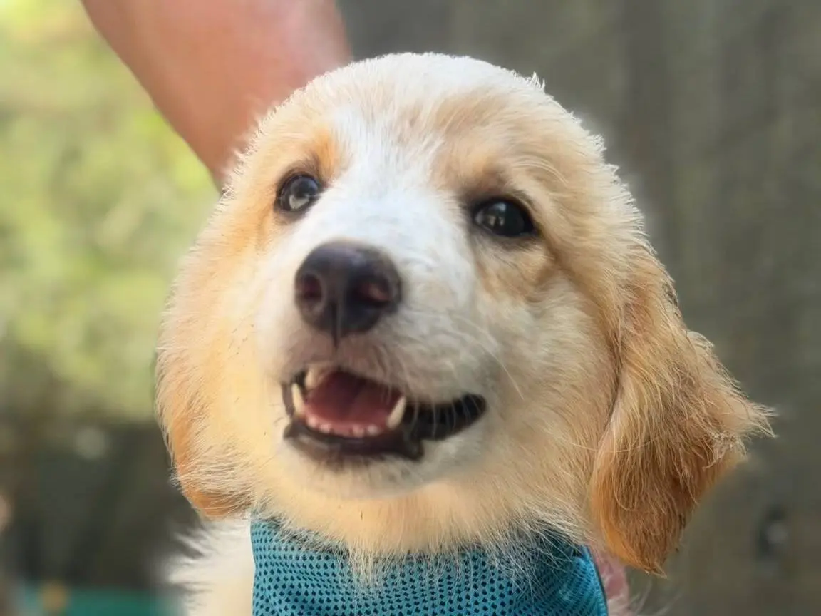 Adotta un cane, maschio, 3 mesi, Lecce