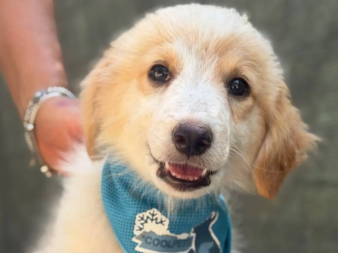 Vuoi adottare un cane a Lecce?