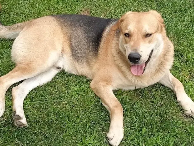 Adotta un cane, taglia gigante, maschio, Milano