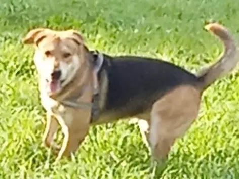 Adotta un cane, maschio, 7 anni e 5 mesi, Milano