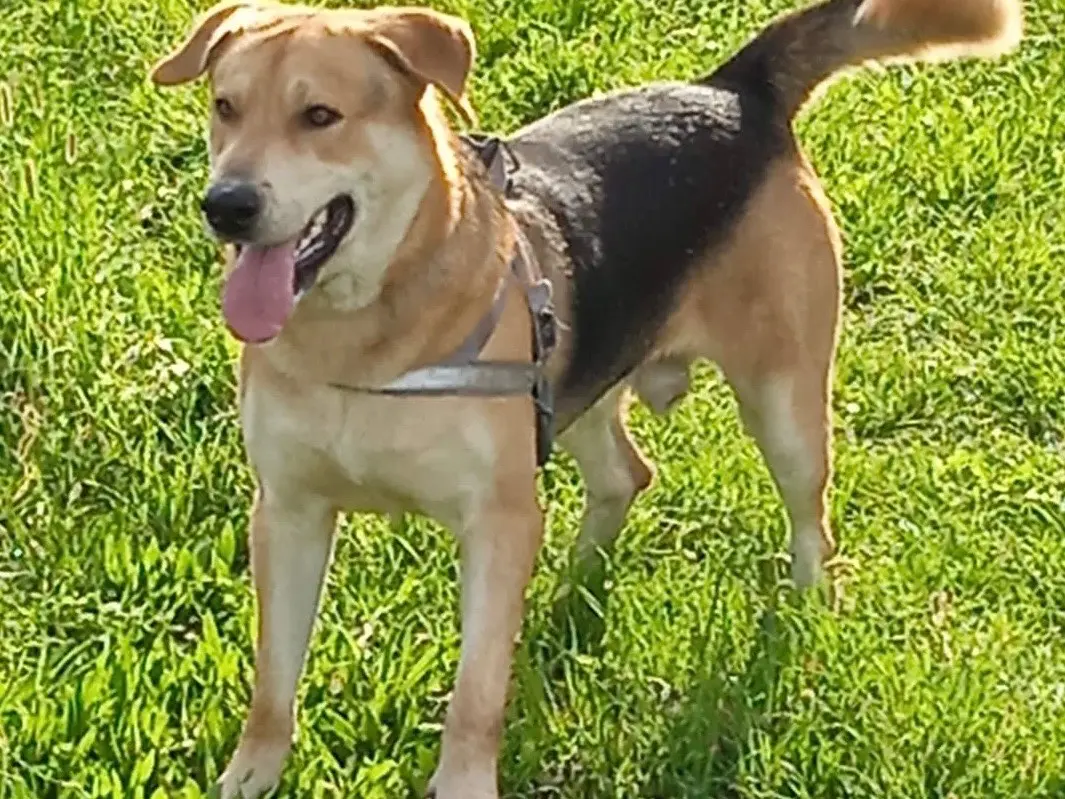 Adozione cane, maschio, Pastore tedesco Razza sconosciuta, 7 anni e 5 mesi, taglia gigante, Milano