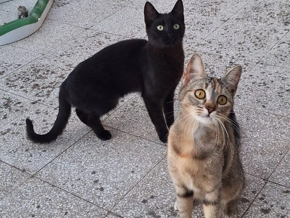 Vuoi adottare un gatto a Genova?