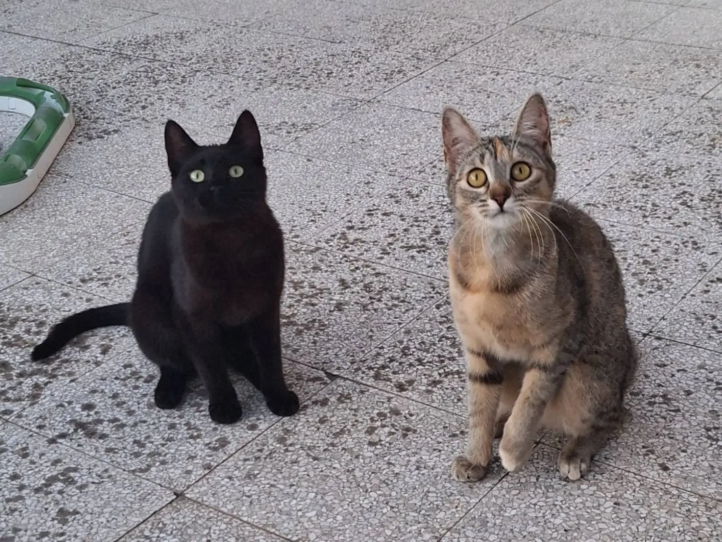 Adotta il gatto Mulan e Merida a Genova