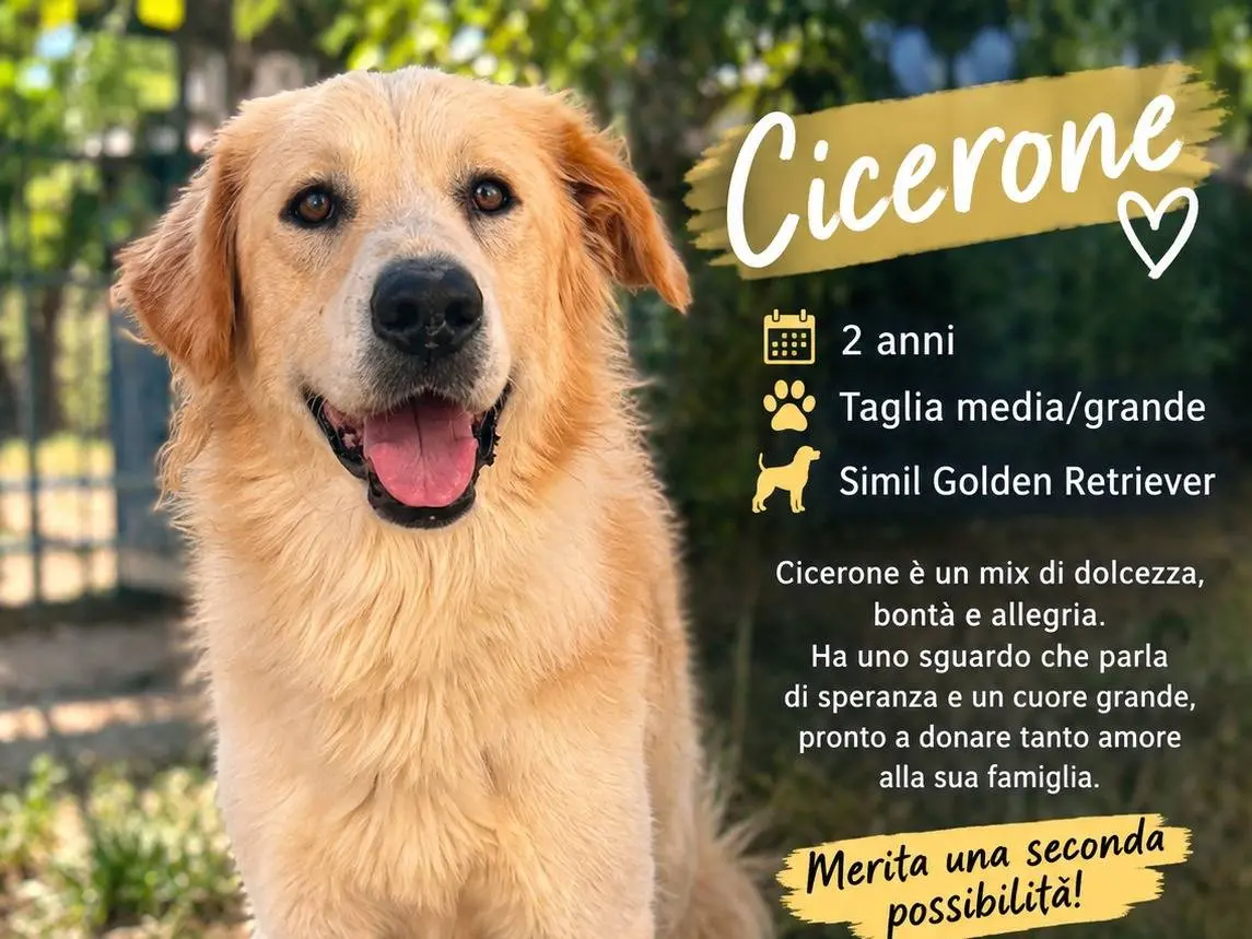 Adozione cane, maschio, Golden Retriever Razza sconosciuta, 2 anni, taglia grande, Trapani