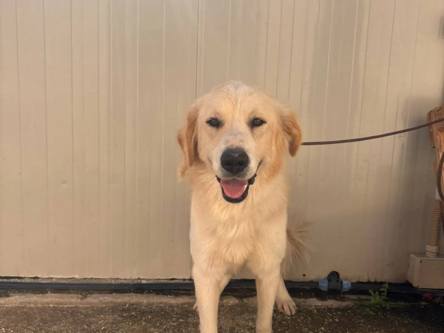 Adotta un cane, maschio, 2 anni, Trapani