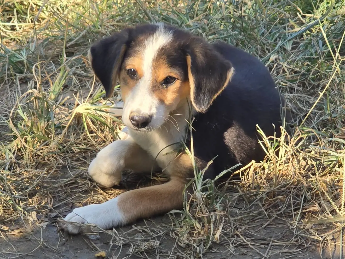 Vuoi adottare un cane a Udine?