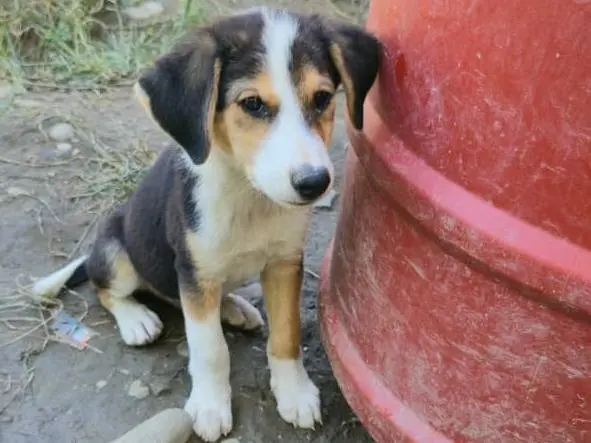 Adozione cane, maschio, Razza sconosciuta Razza sconosciuta, 3 mesi, taglia media contenuta, Udine