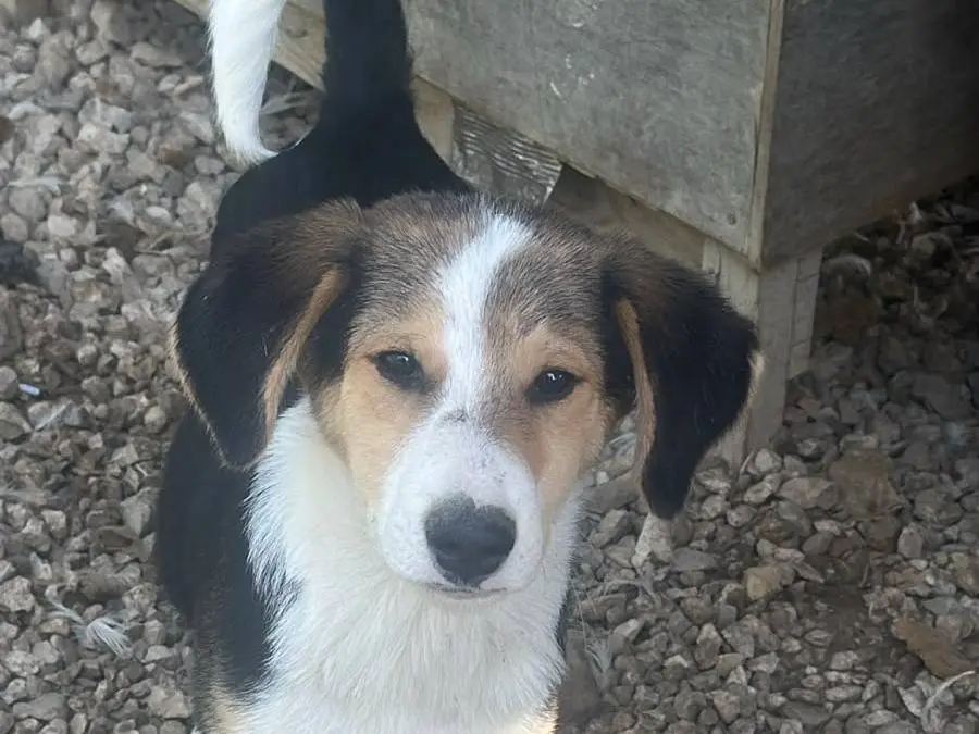 Adotta un cane, maschio, 3 mesi, Udine