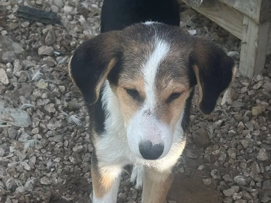 Adotta il cane Fondue a Udine