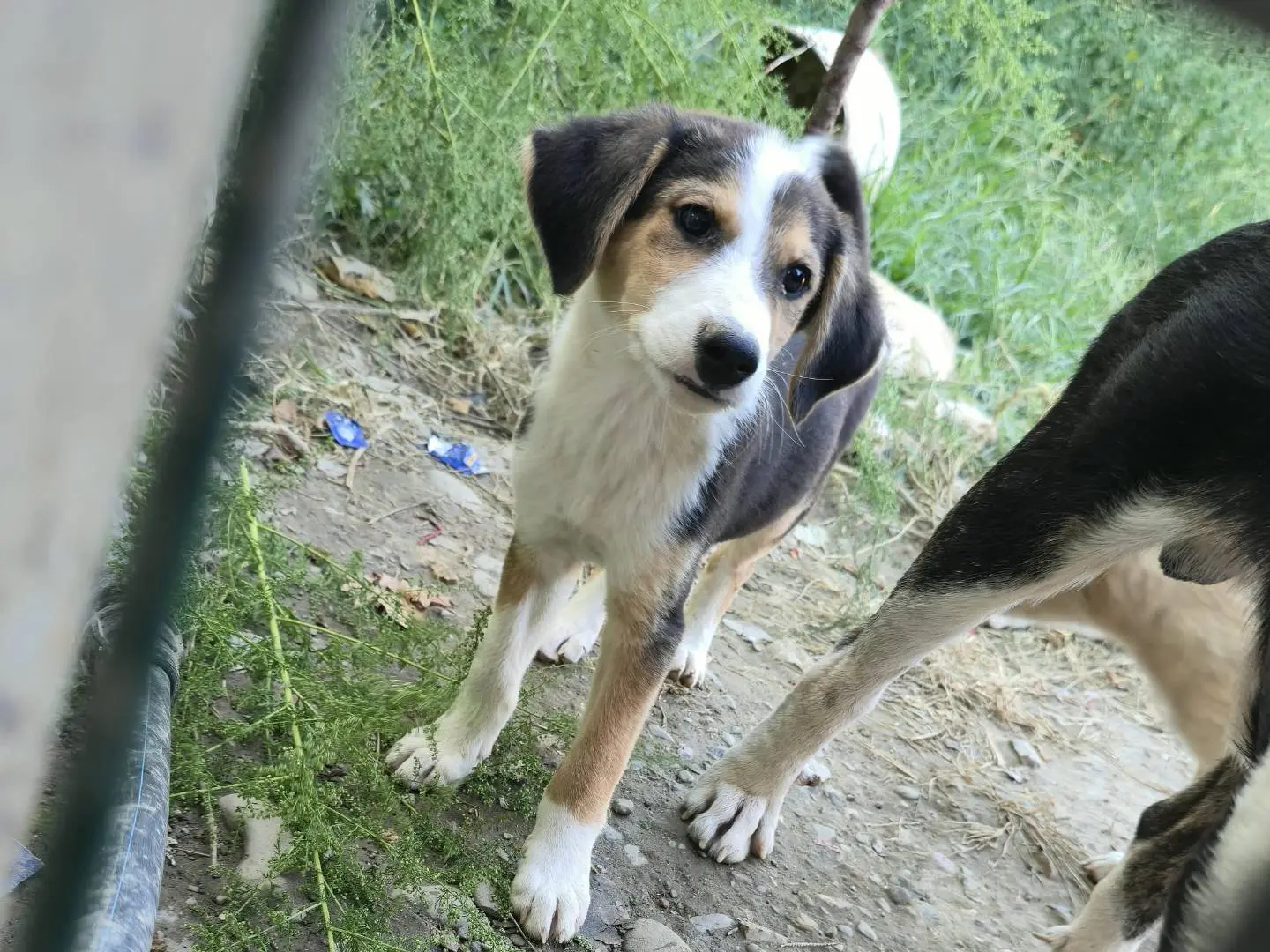 Adotta un cane, taglia media contenuta, maschio, Udine