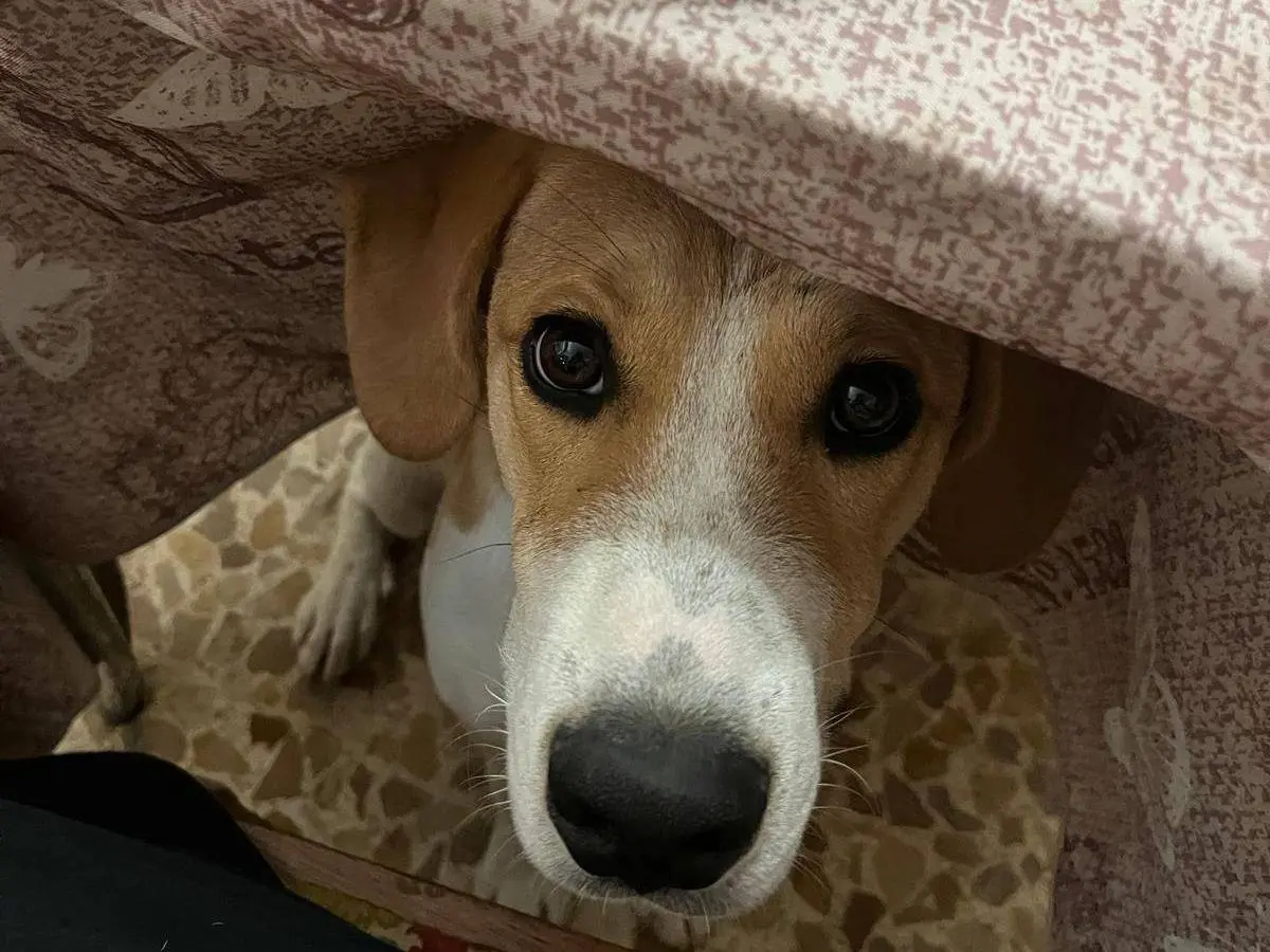 Adotta il cane Mirco a Frosinone