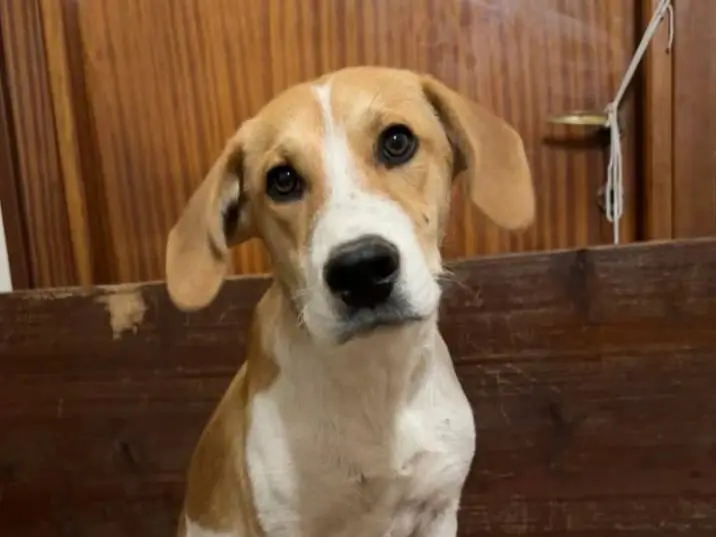 Adotta un cane, taglia media, maschio, Frosinone