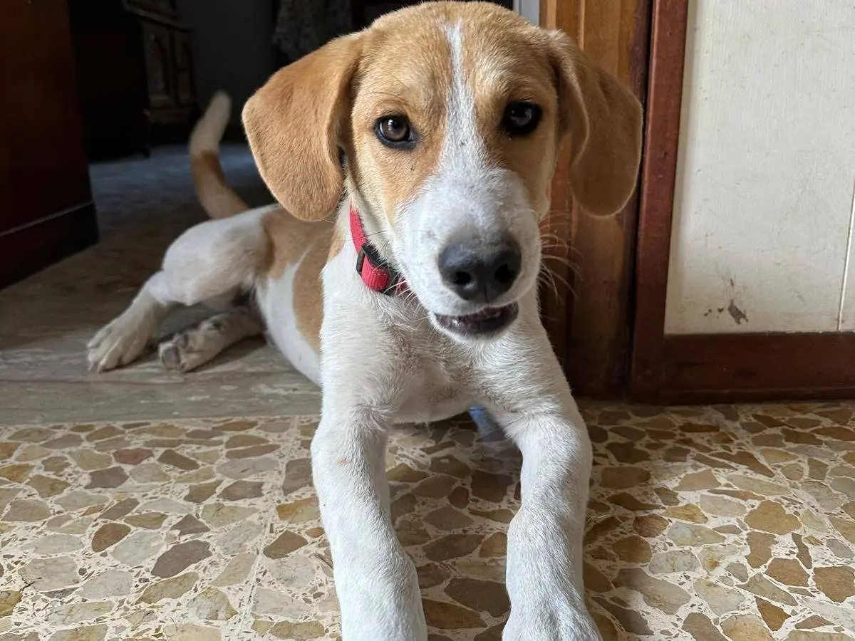 Adotta un cane, maschio, 1 anno e 6 mesi, Frosinone