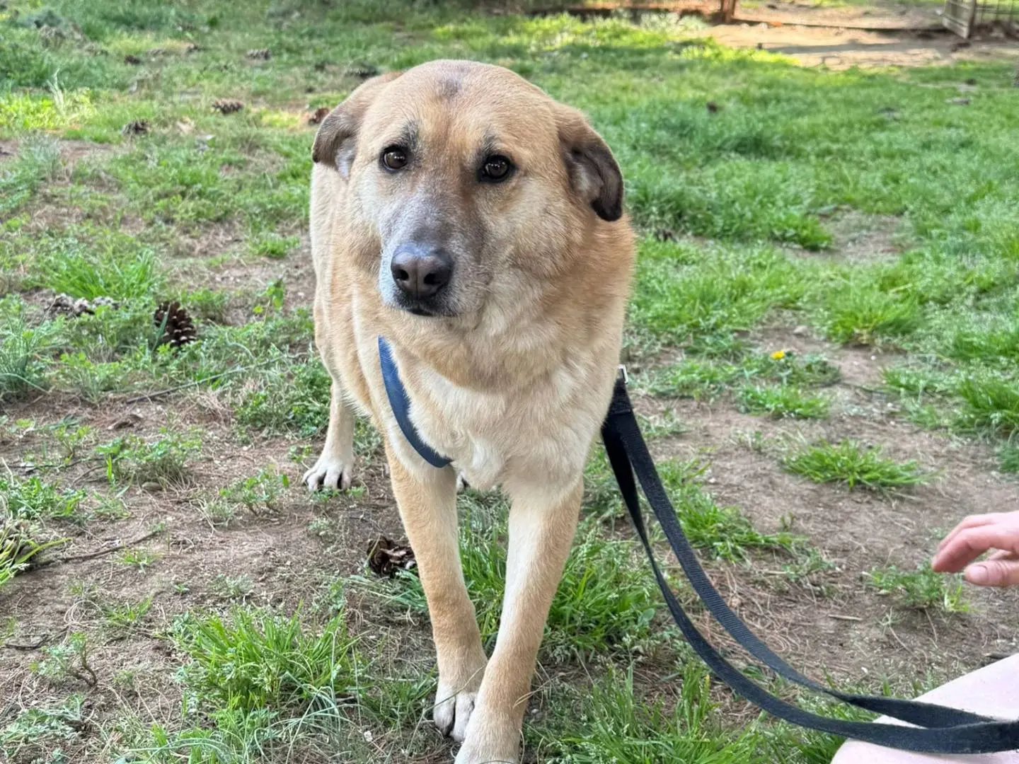 Vuoi adottare un cane a Milano?