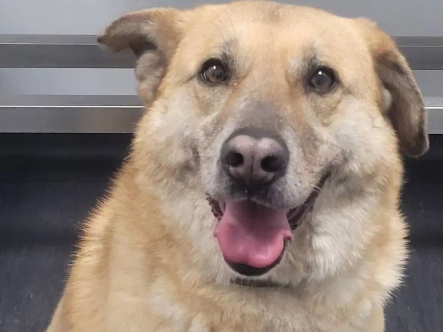 Adozione cane, femmina, Razza sconosciuta Razza sconosciuta, 4 anni e 6 mesi, taglia media contenuta, Milano