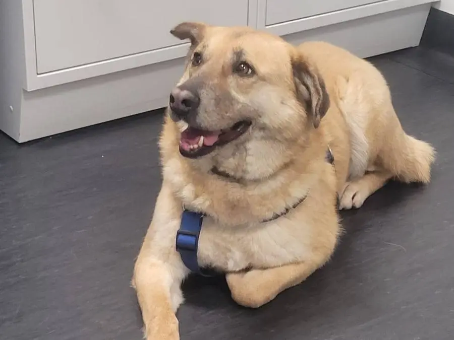 Adotta un cane, femmina, 4 anni e 6 mesi, Milano