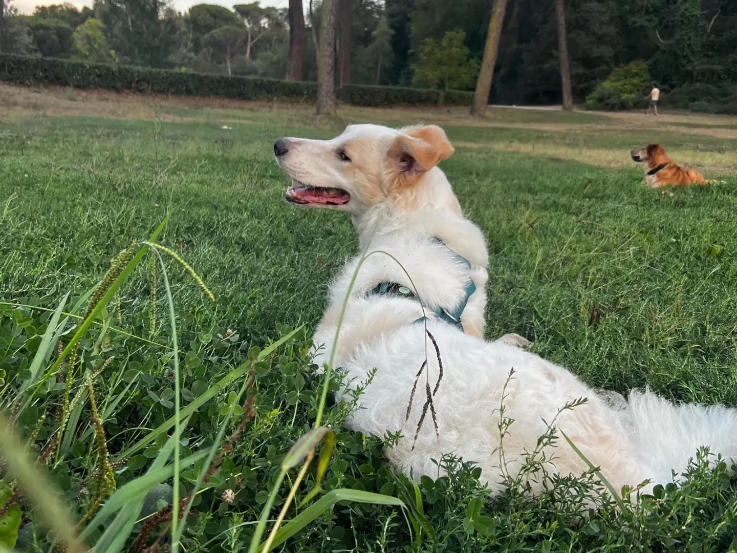 Foto 2 dell'animale