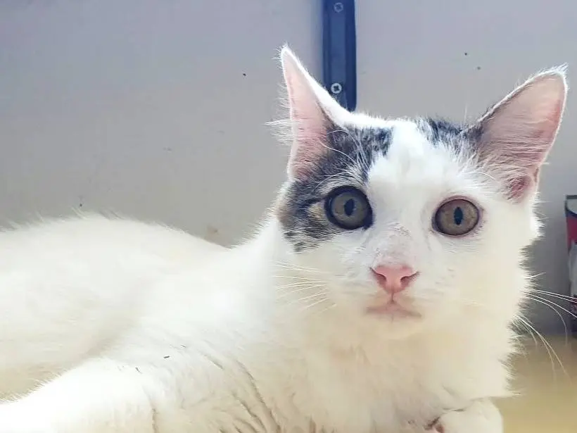 Adozione gatto, maschio, Razza sconosciuta Razza sconosciuta, 5 mesi, taglia non valida, Monza